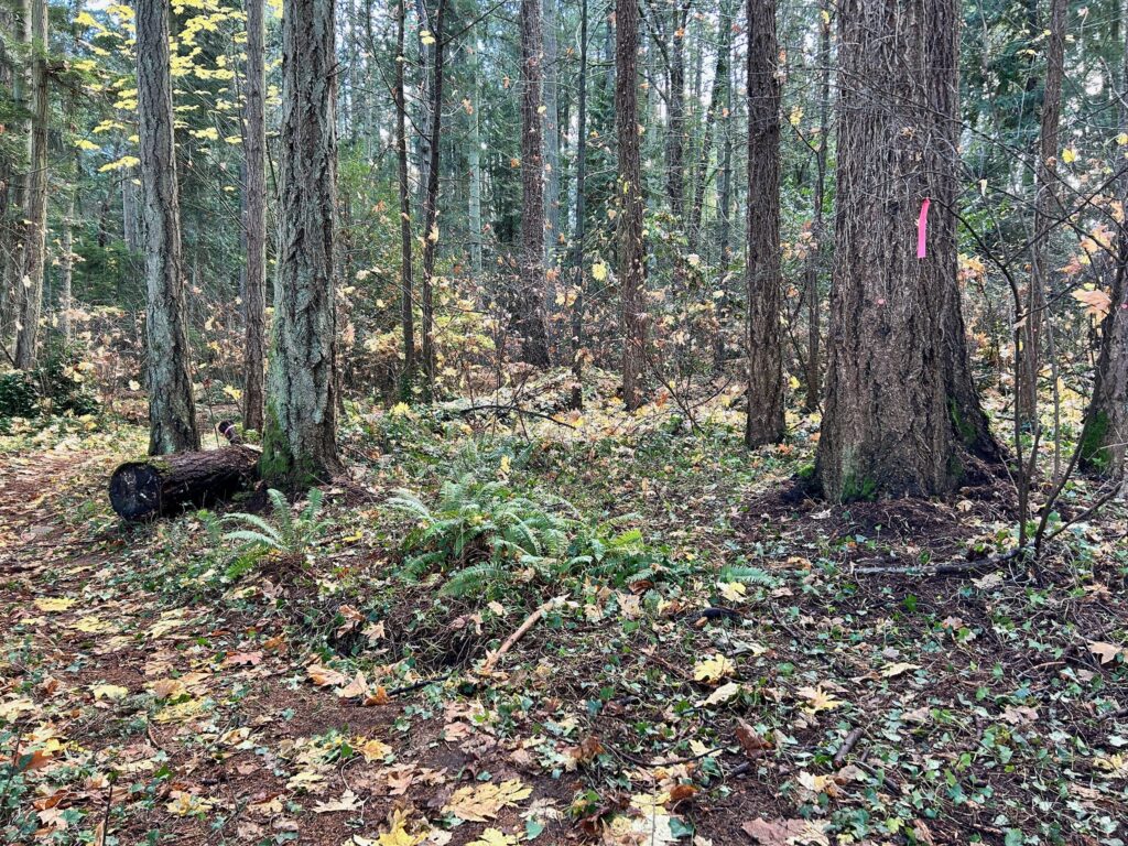 After invasive ivy removal