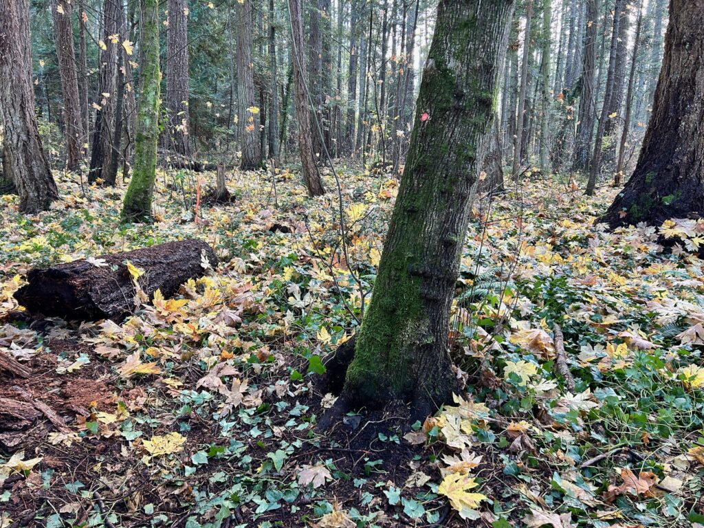 After invasive ivy removal