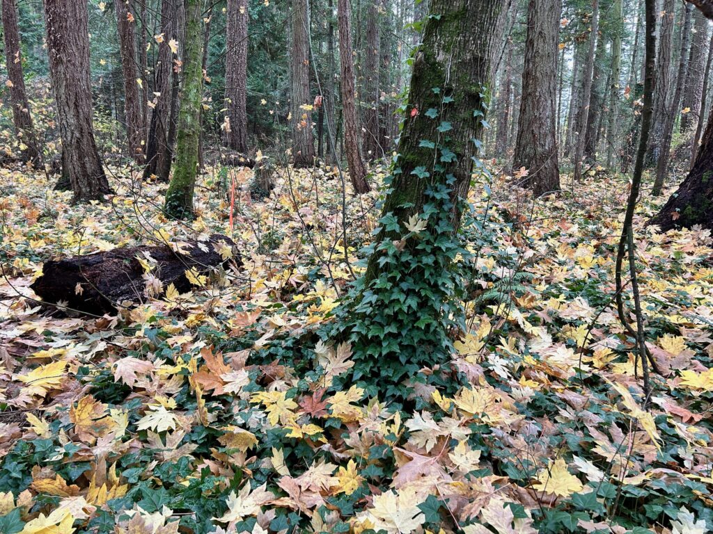 Before invasive ivy removal