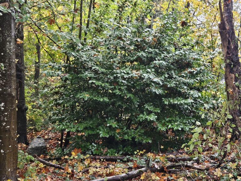 Before English Laurel Removal