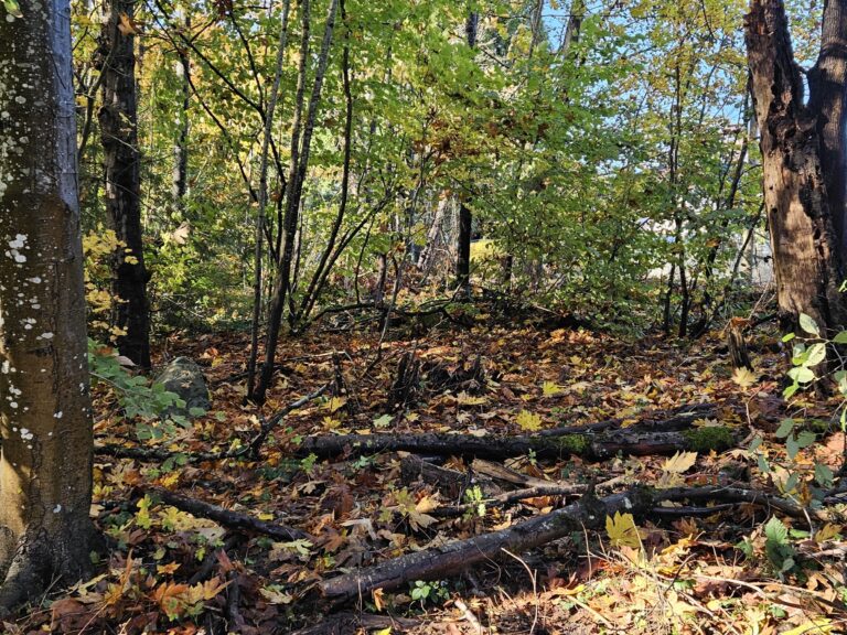 After English Laurel Removal