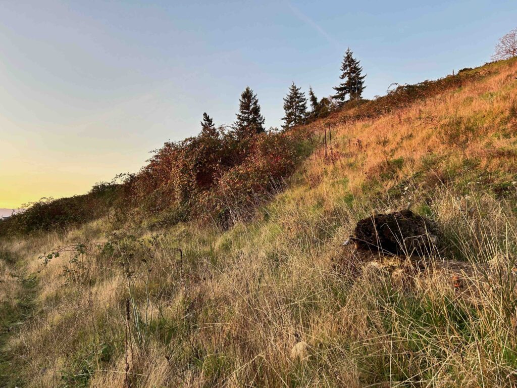 Before Invasive blackberry removed