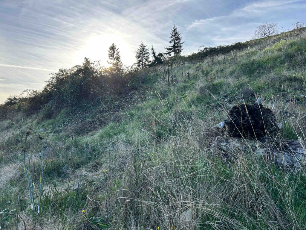 After invasiver blackberry removed