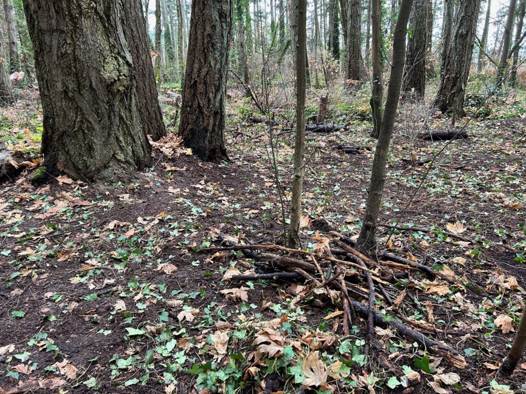 After invasive ivy removal