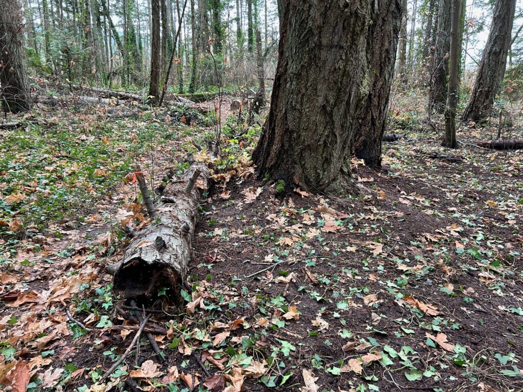 After invasive ivy removal