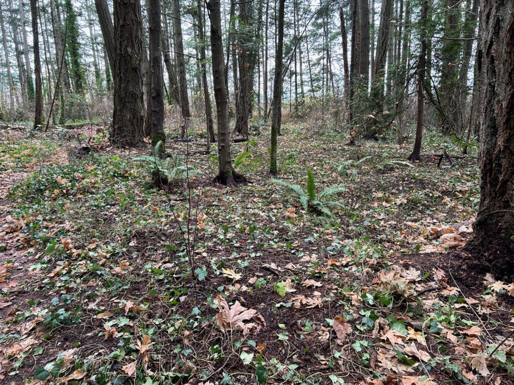 After invasive ivy removal