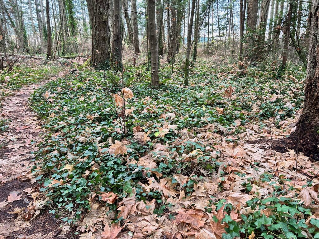 Before invasive ivy removal