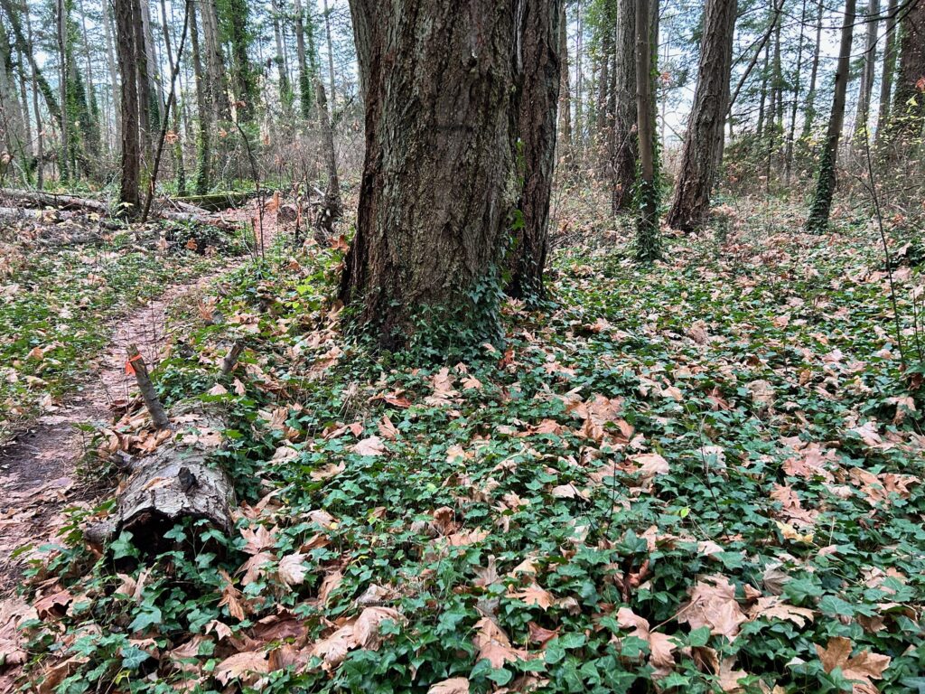 Before invasive ivy removal