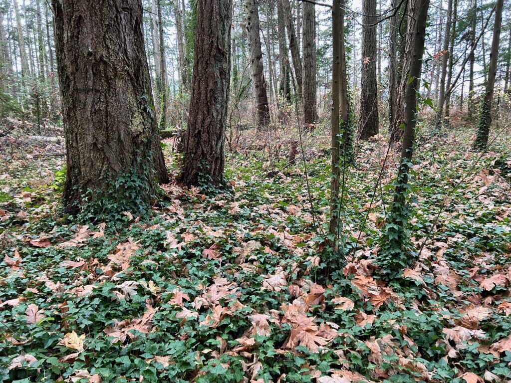 Before invasive ivy removal