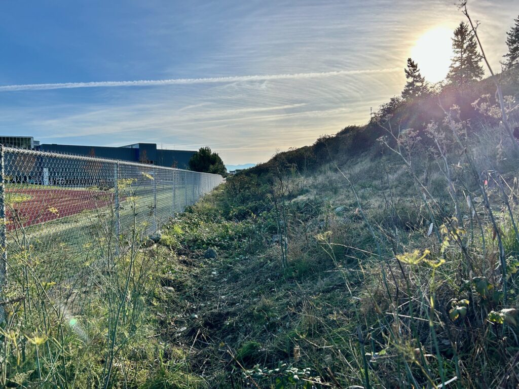 After invasive blackberry removal