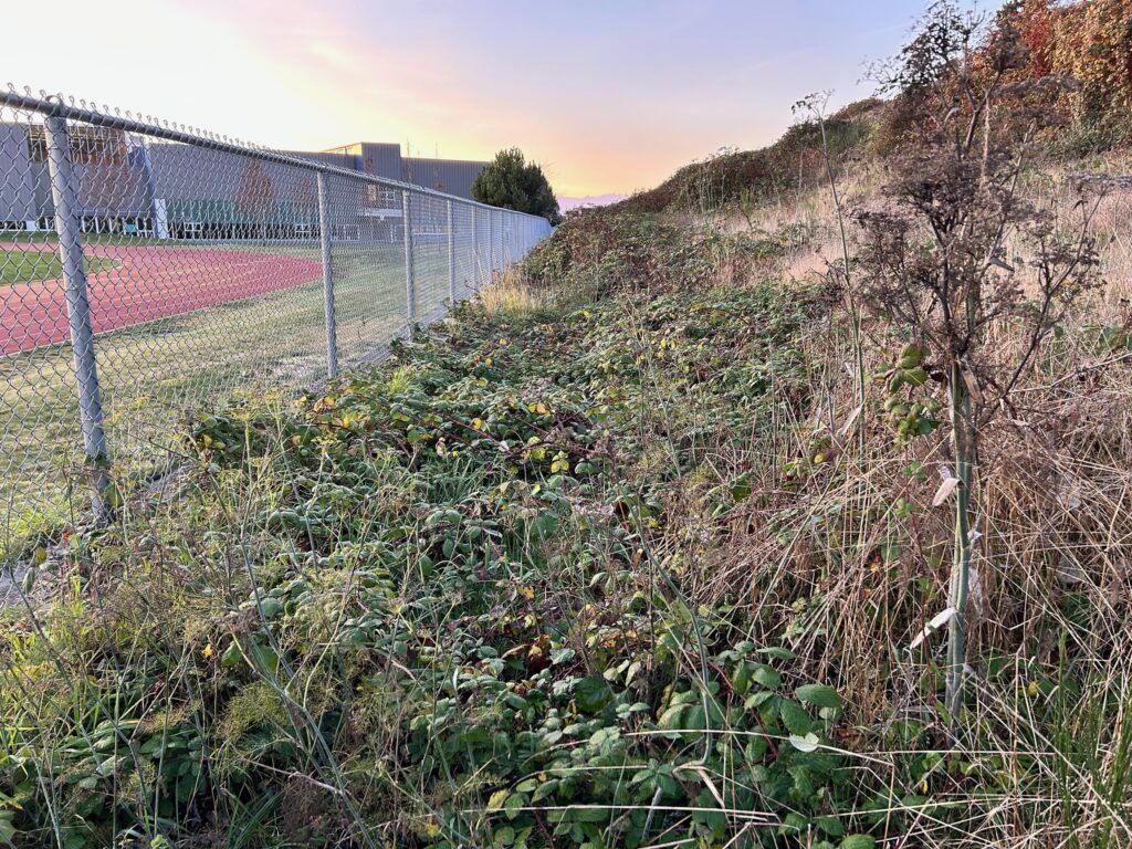 Before invasive blackberry removal