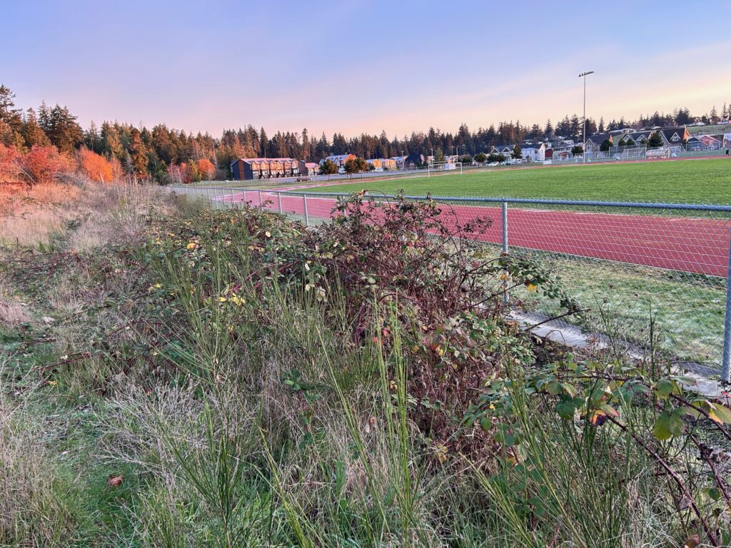 Before invasive blackberry removal