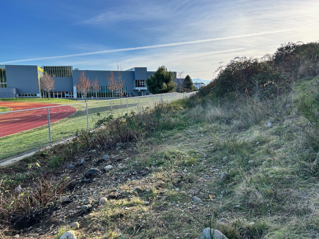 After invasive blackberry removal