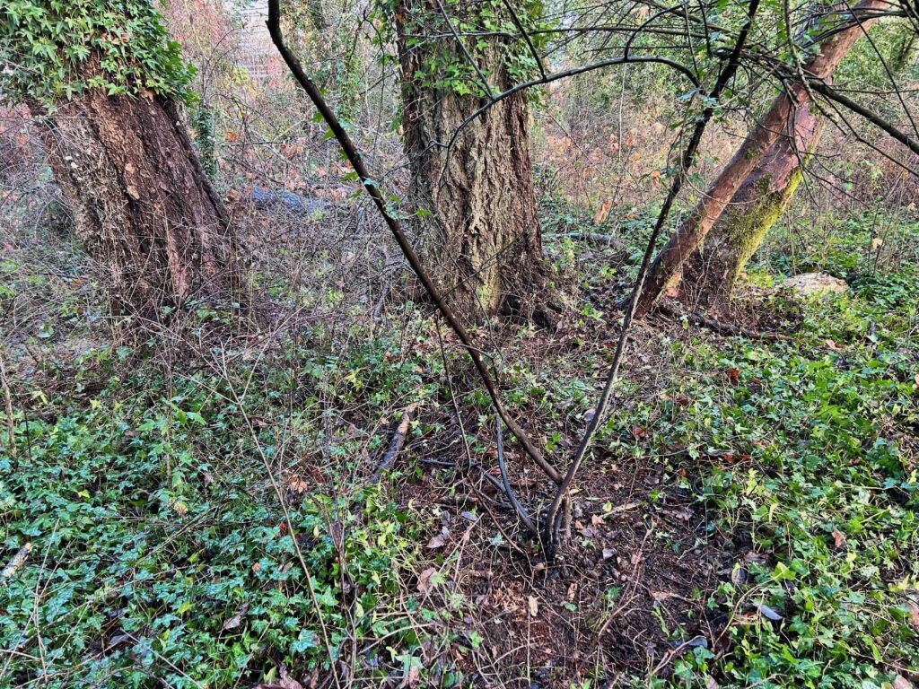 IMG_0619afterwebsite