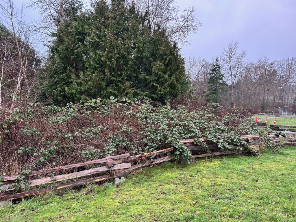 Before invasive blackberry removal