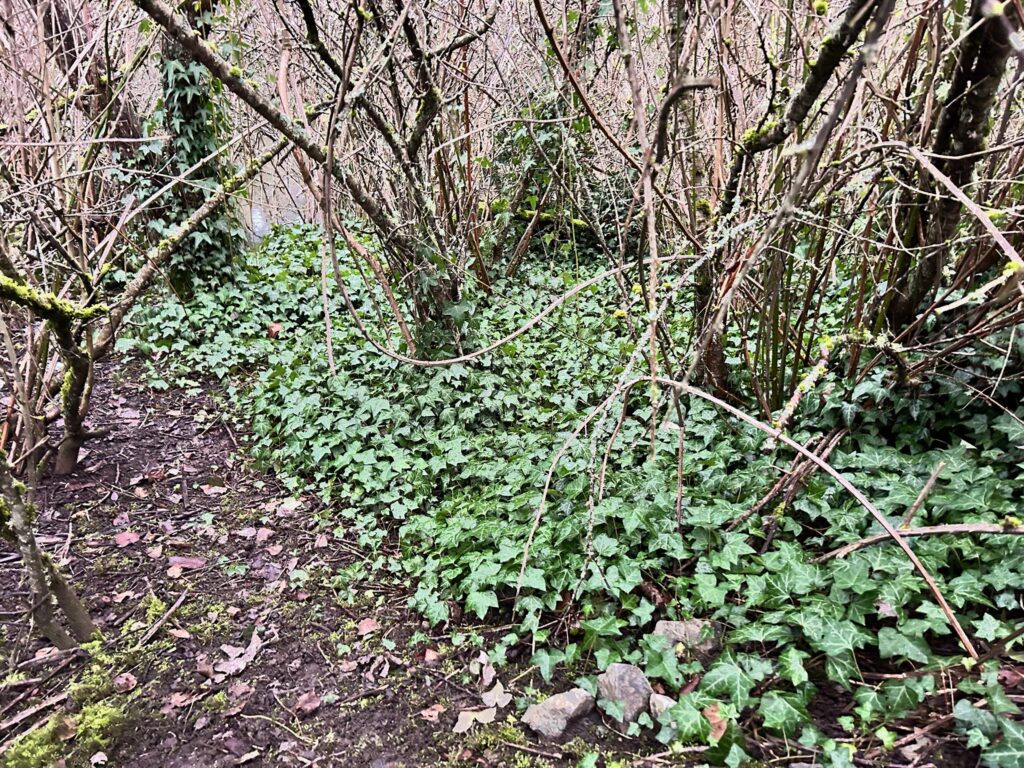 Before invasive ivy removal