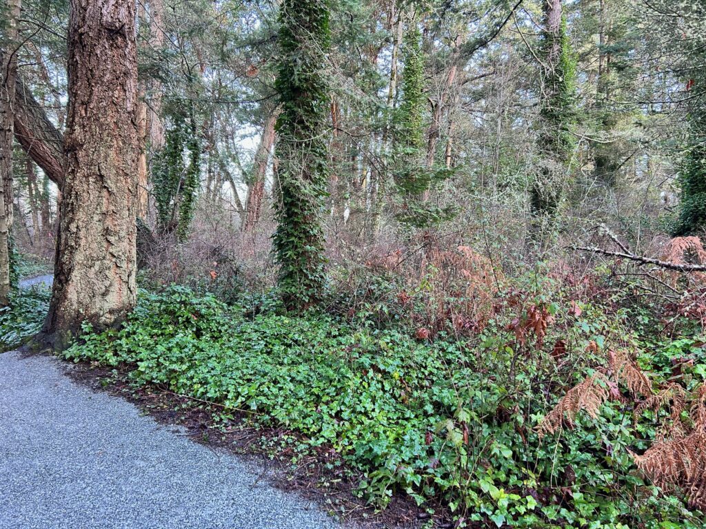 Before invasive ivy removal