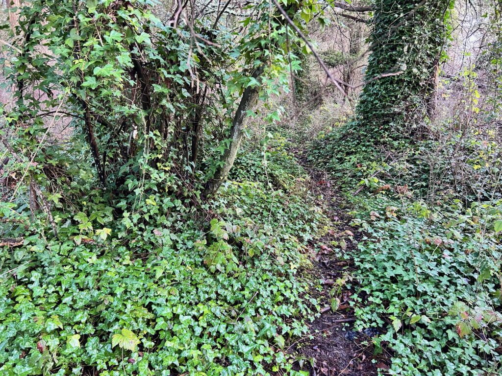 Before invasive ivy removal