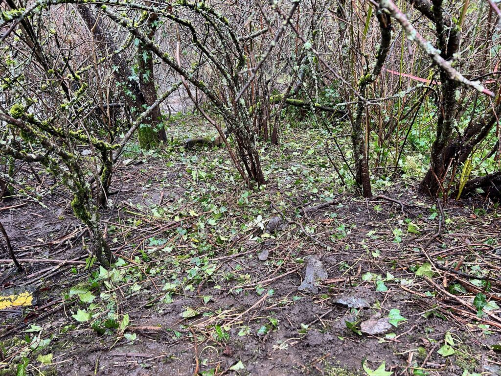 After invasive ivy removal