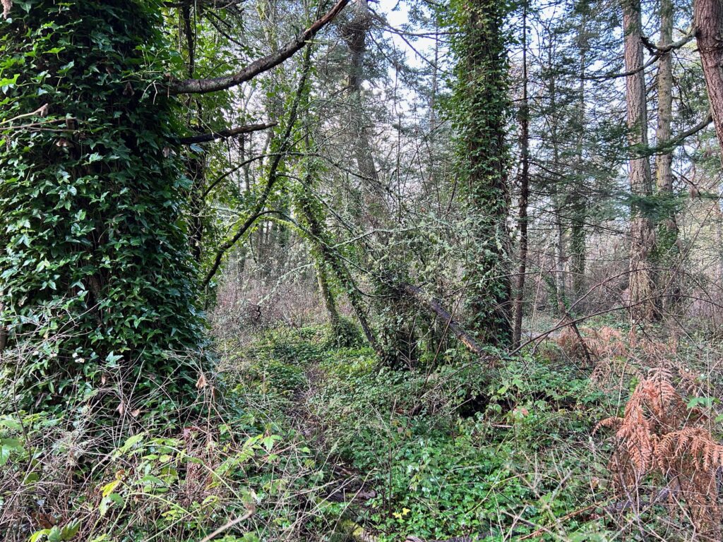 Before invasive ivy removal