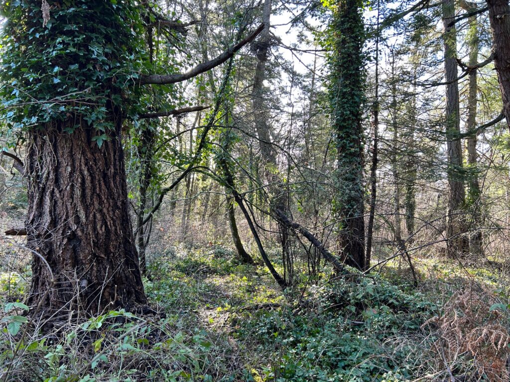 After invasive ivy removal