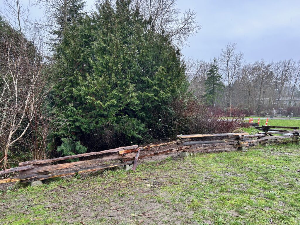 After invasive blackberry removal