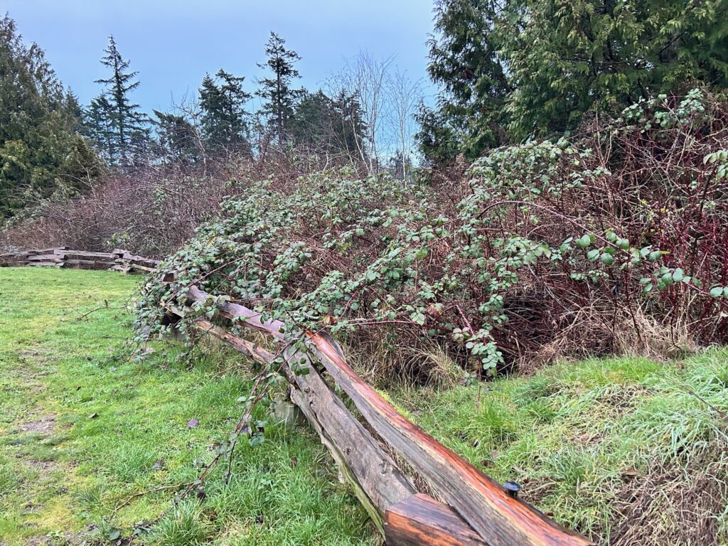 Before invasive blackberry removal