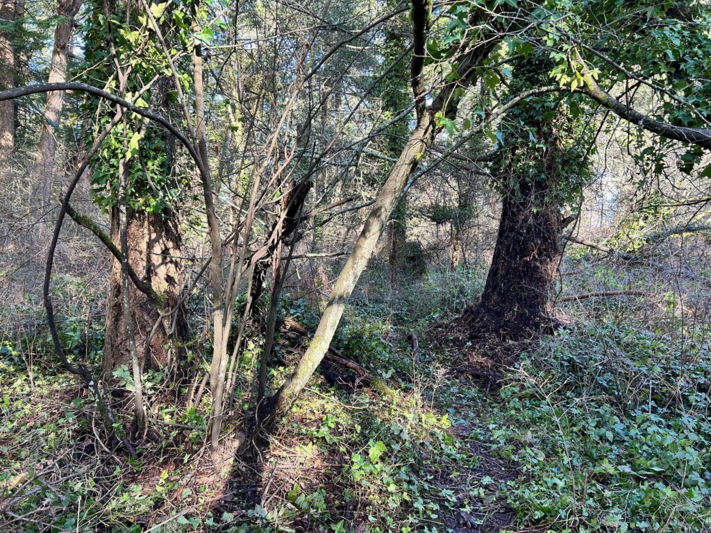 After invasive ivy removal