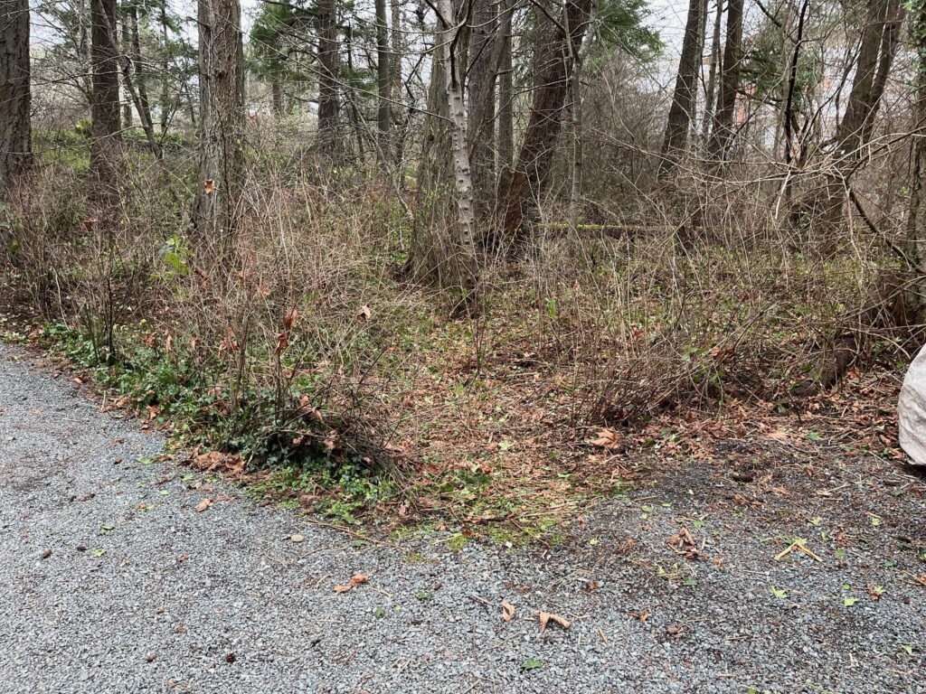 After removing invasive ivy & blackberry