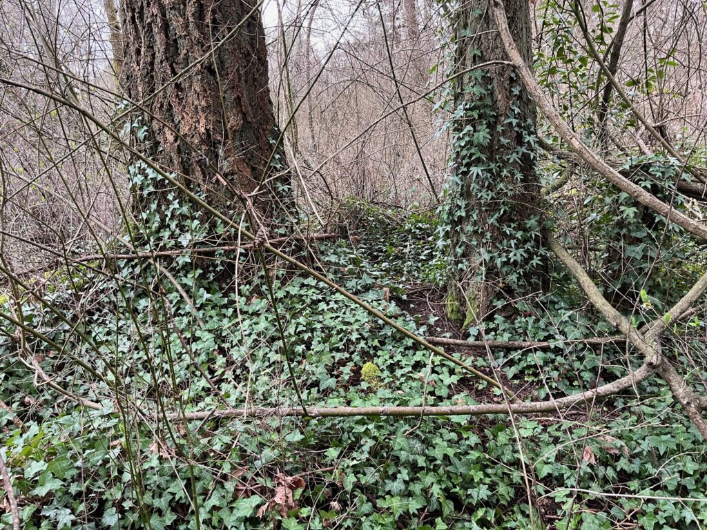 Before removing invasive ivy