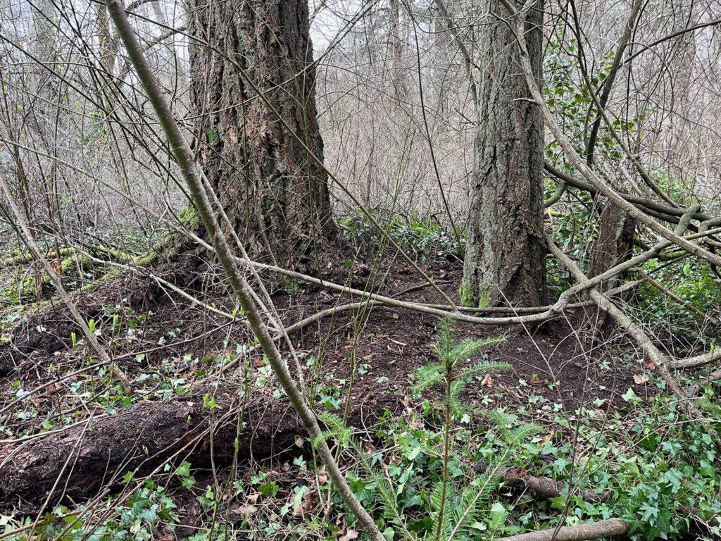 After removing invasive ivy