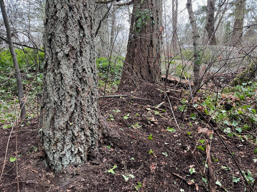 After removing invasive ivy
