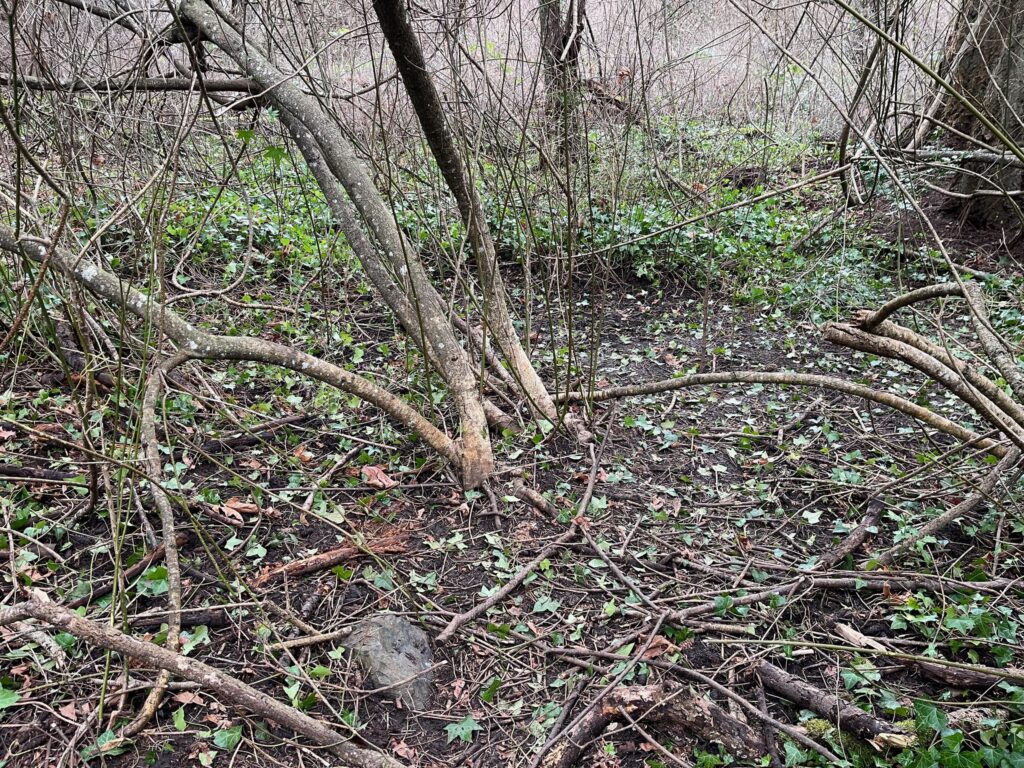 After removing invasive ivy