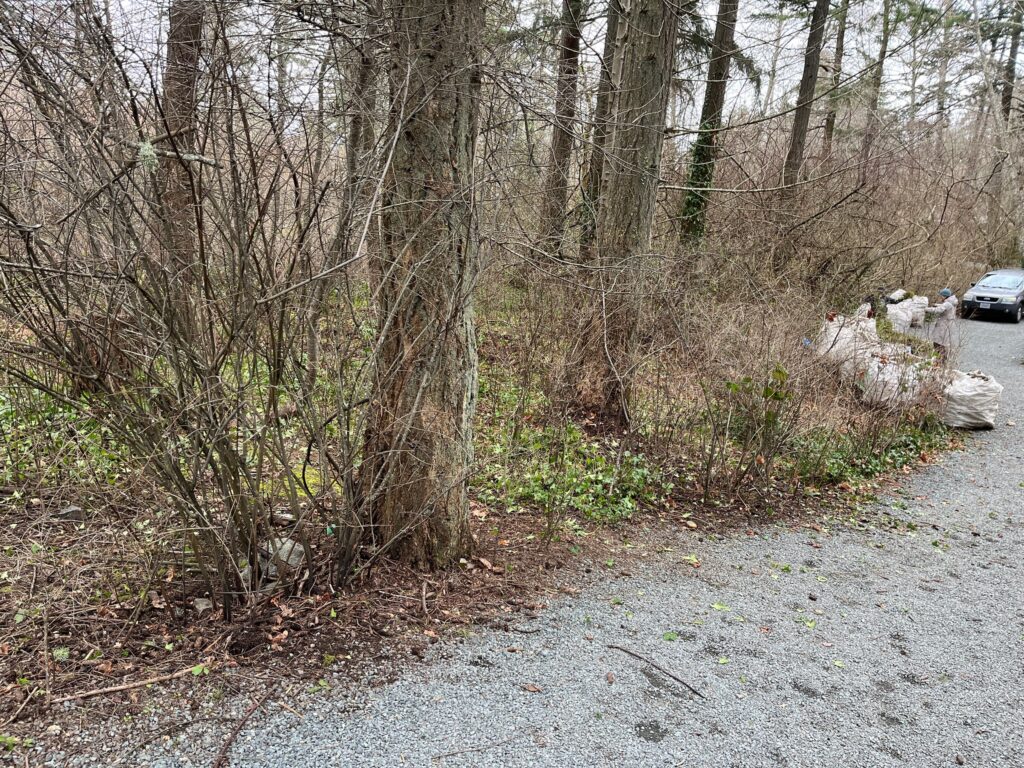 After removing invasive ivy