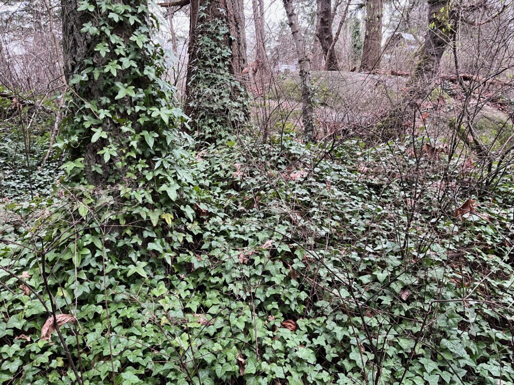 Before removing invasive ivy