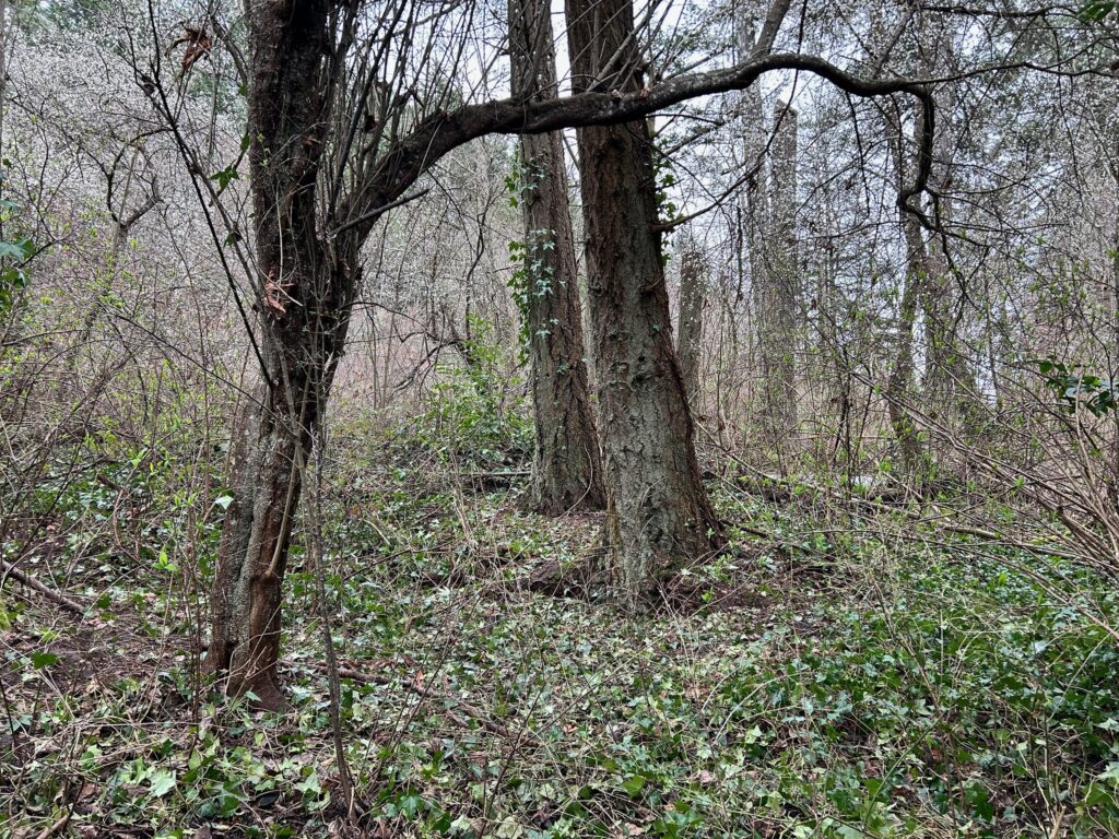 After invasive ivy removal