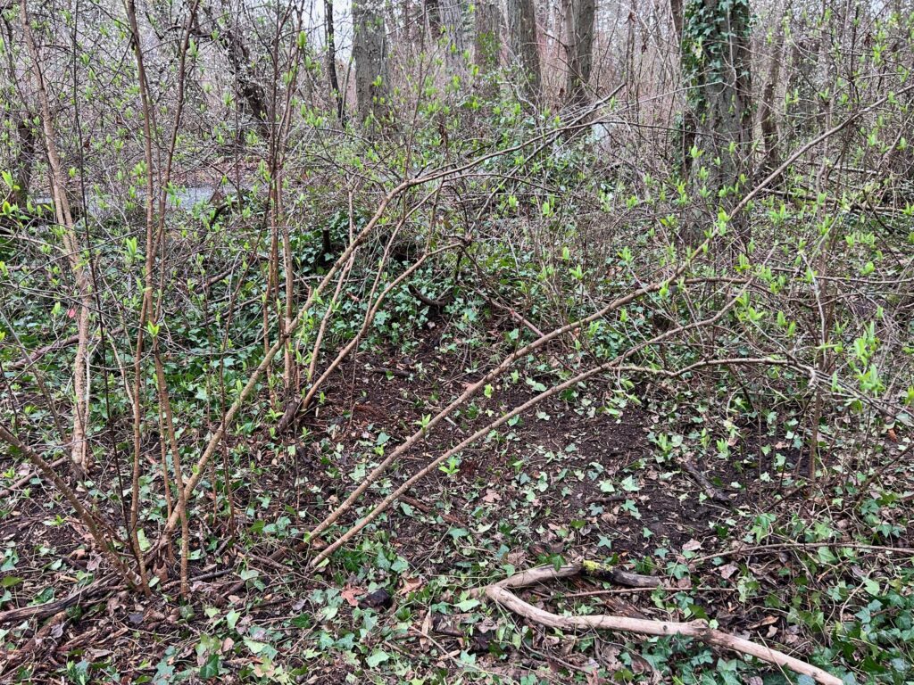 After invasive ivy removal