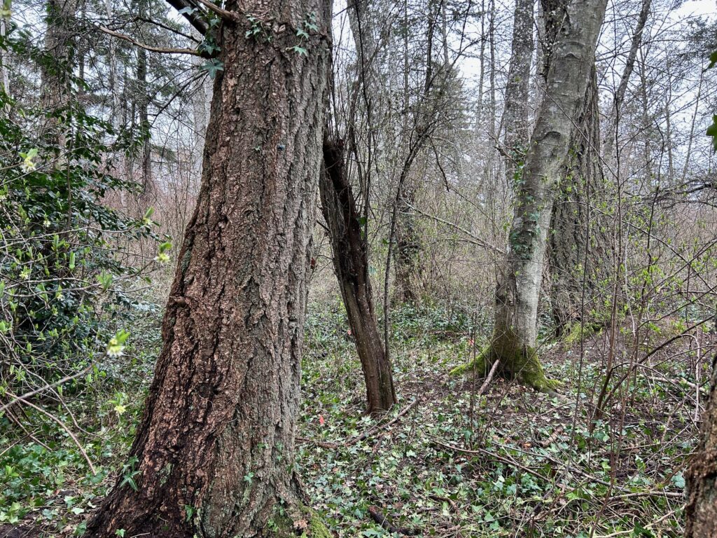 After invasive ivy removal