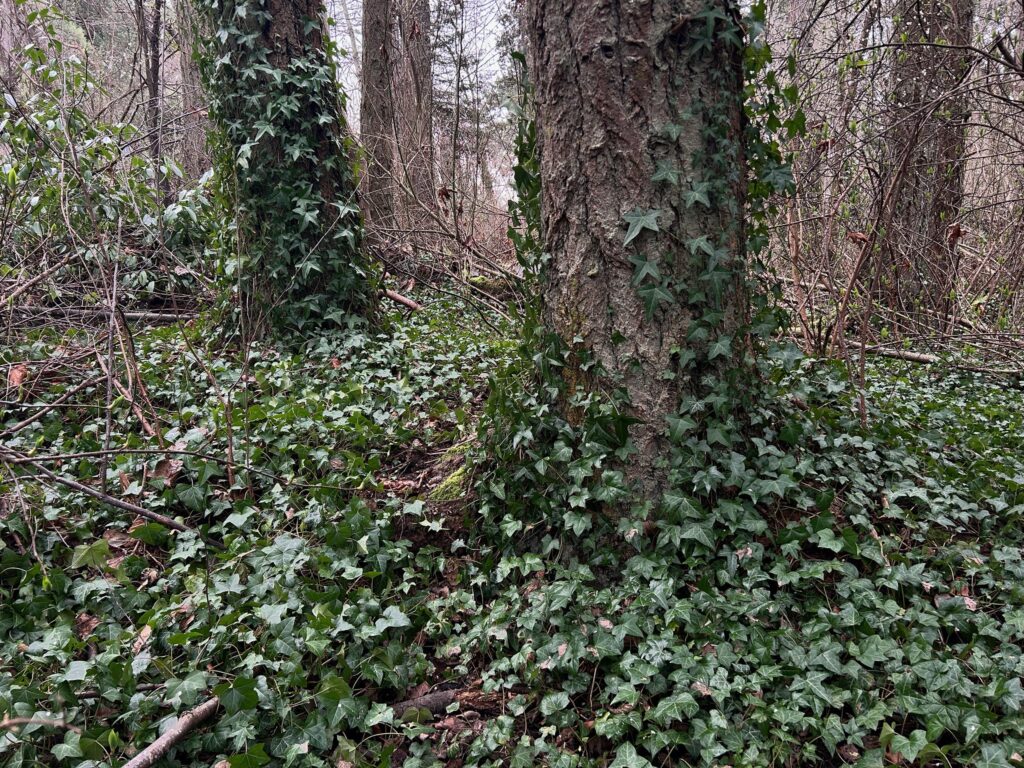 Before invasive ivy removal