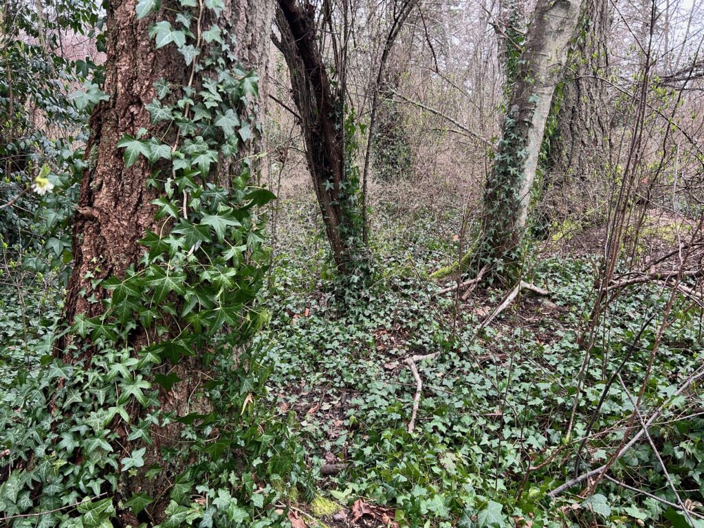 Before invasive ivy removal