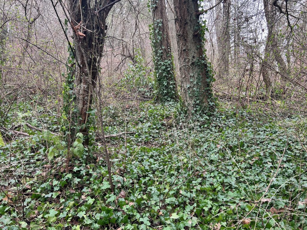 Before invasive ivy removal