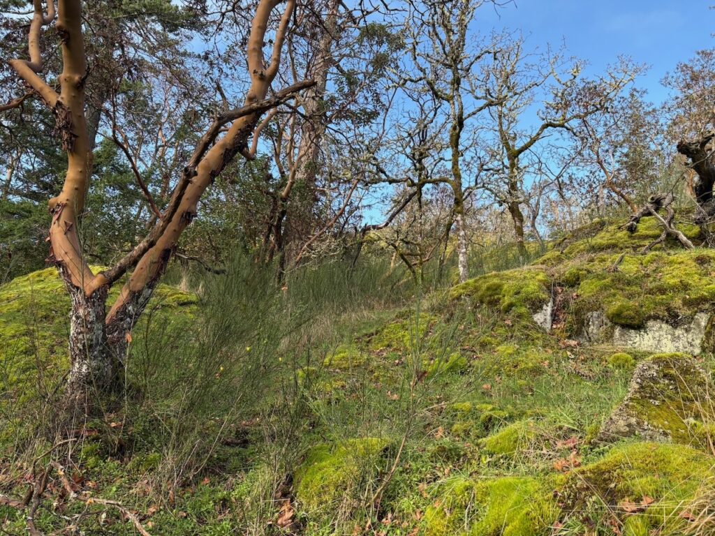 Before Scotch broom removal