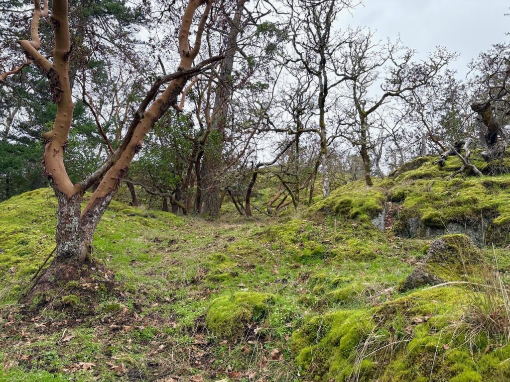 After Scotch broom removal