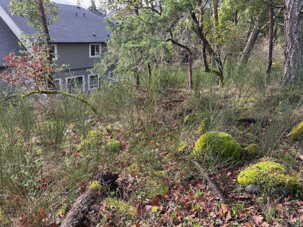 Before Scotch broom removal