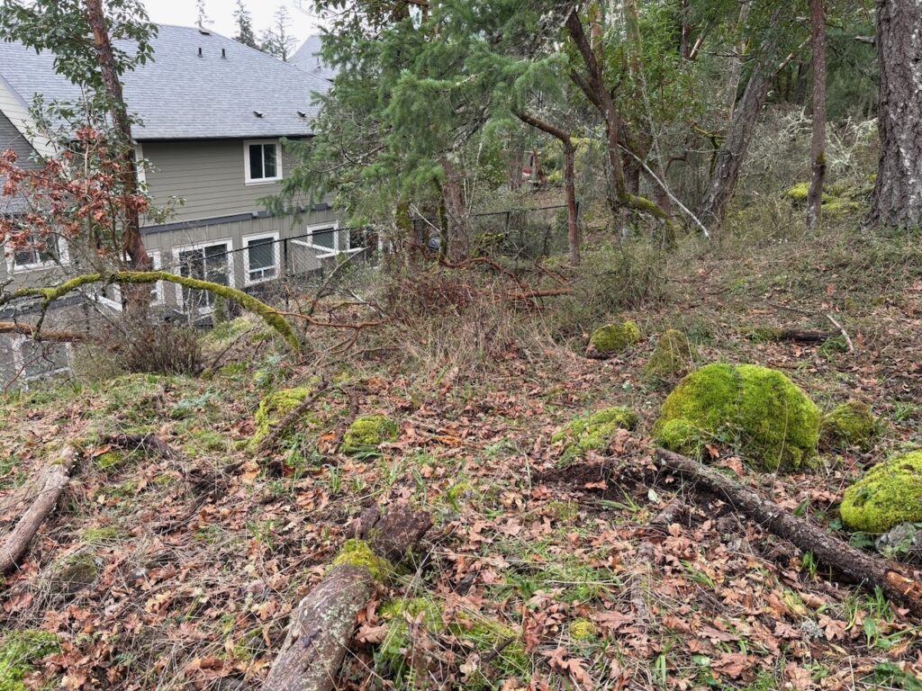 After Scotch broom removal