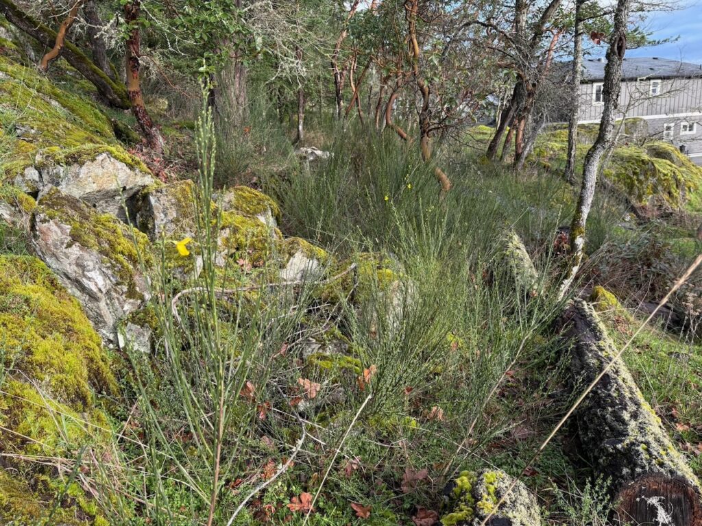 Before Scotch broom removal