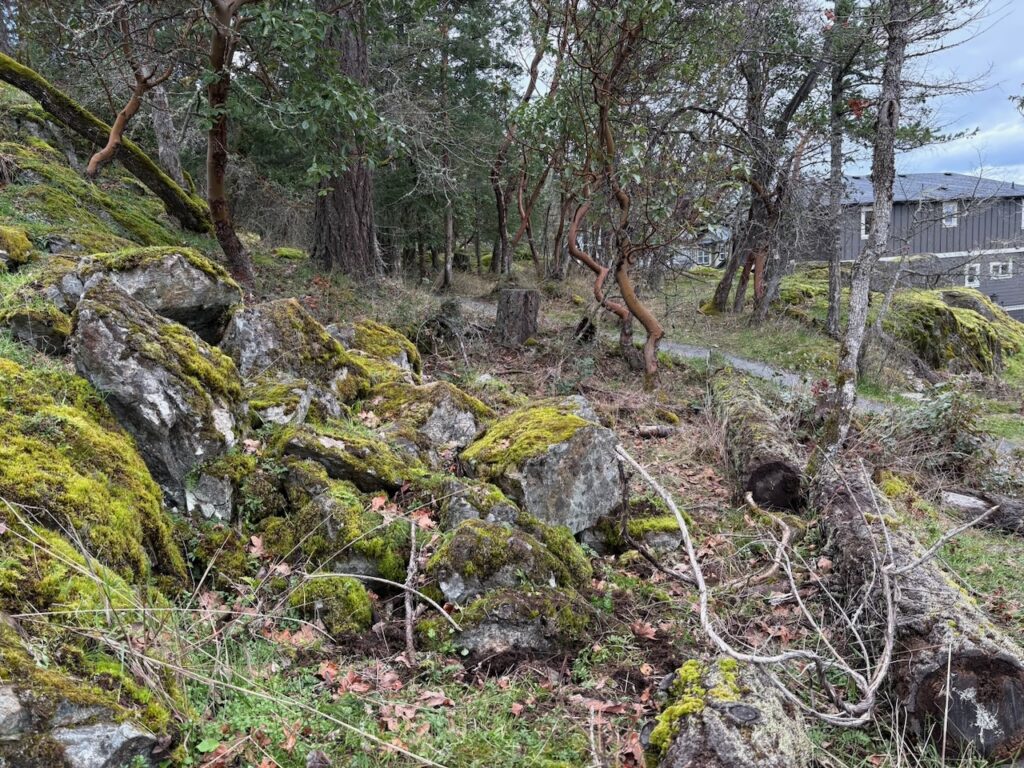 After Scotch broom removal