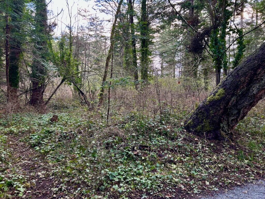 Before invasive ivy removal