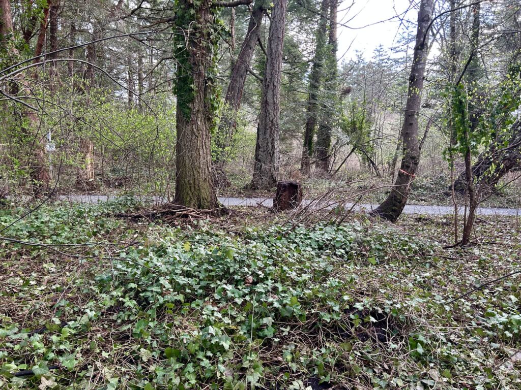 Before invasive ivy removal