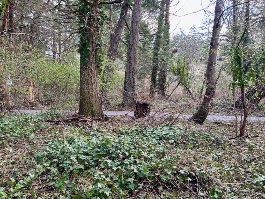 Before invasive ivy removal